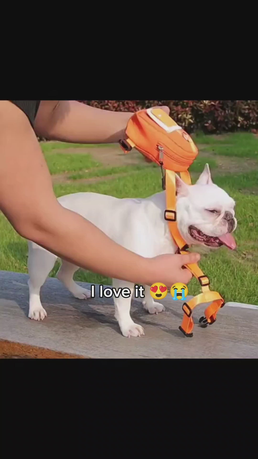 Adventure: Pet Backpack & Leash